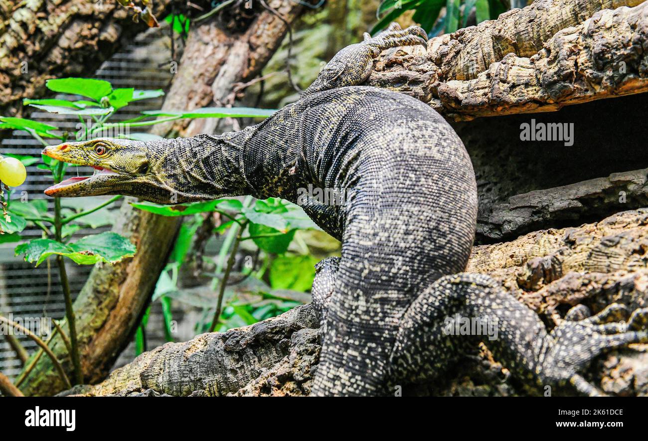 Pilsen, Tschechische Republik. 11. Oktober 2022. Grays Monitor (Varanus olivaceus), aufgenommen am 11. Oktober 2022 im Pilsen Zoo, Tschechische Republik. Kredit: Miroslav Chaloupka/CTK Foto/Alamy Live Nachrichten Stockfoto