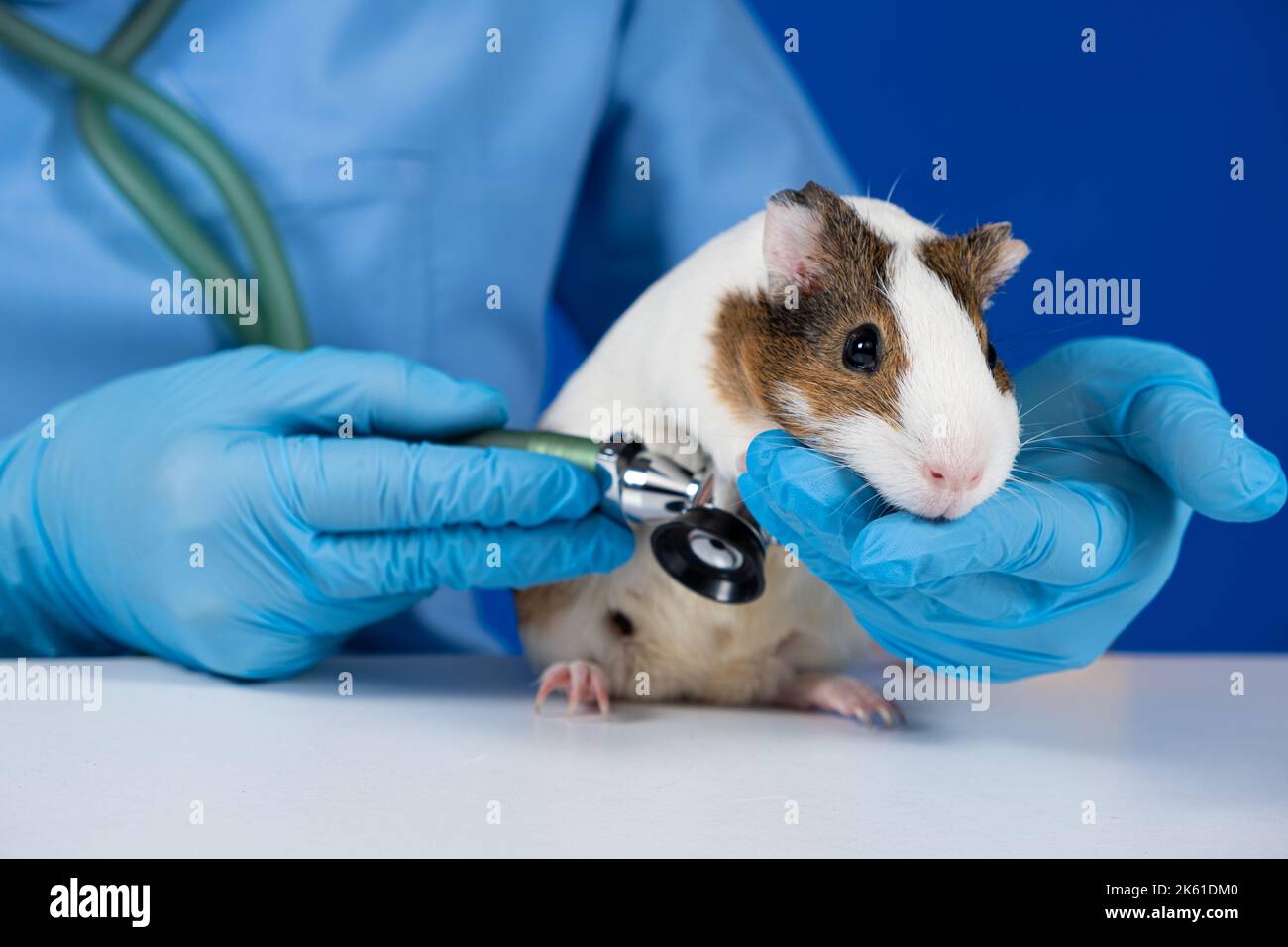 Der Tierarzt untersucht Herz und Lunge eines Meerschweinchens mit einem Stethoskop. Stockfoto