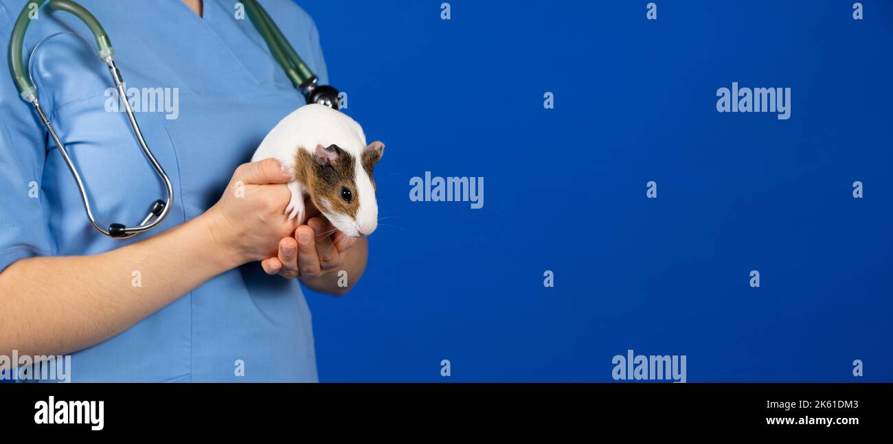 Ein kleines Meerschweinchen in den Händen eines Tierarztes auf blauem Hintergrund, Banner mit Platz für Text. Stockfoto