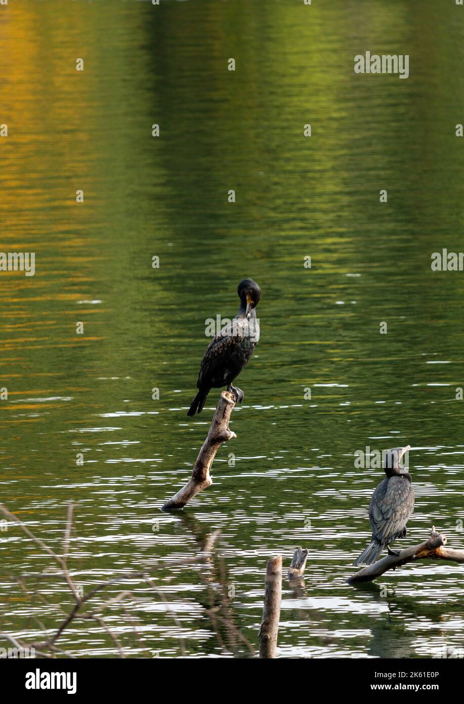 Zwei Kormorane, die sich auf einem umgestürzten Baum in einem See aufmachen Stockfoto