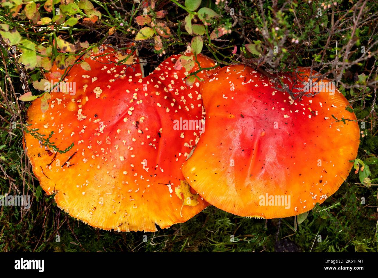 Fly agaric Amanita muscaria Scotland zwei Pilze in voller Farbe im frühen Herbst wachsen unter Heidekraut Stockfoto