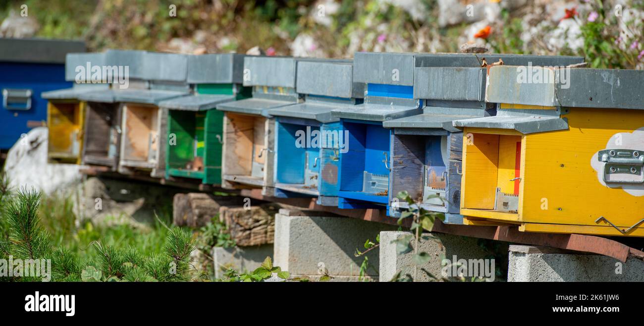 Holzstöcke in verschiedenen Farben gefärbt Stockfoto