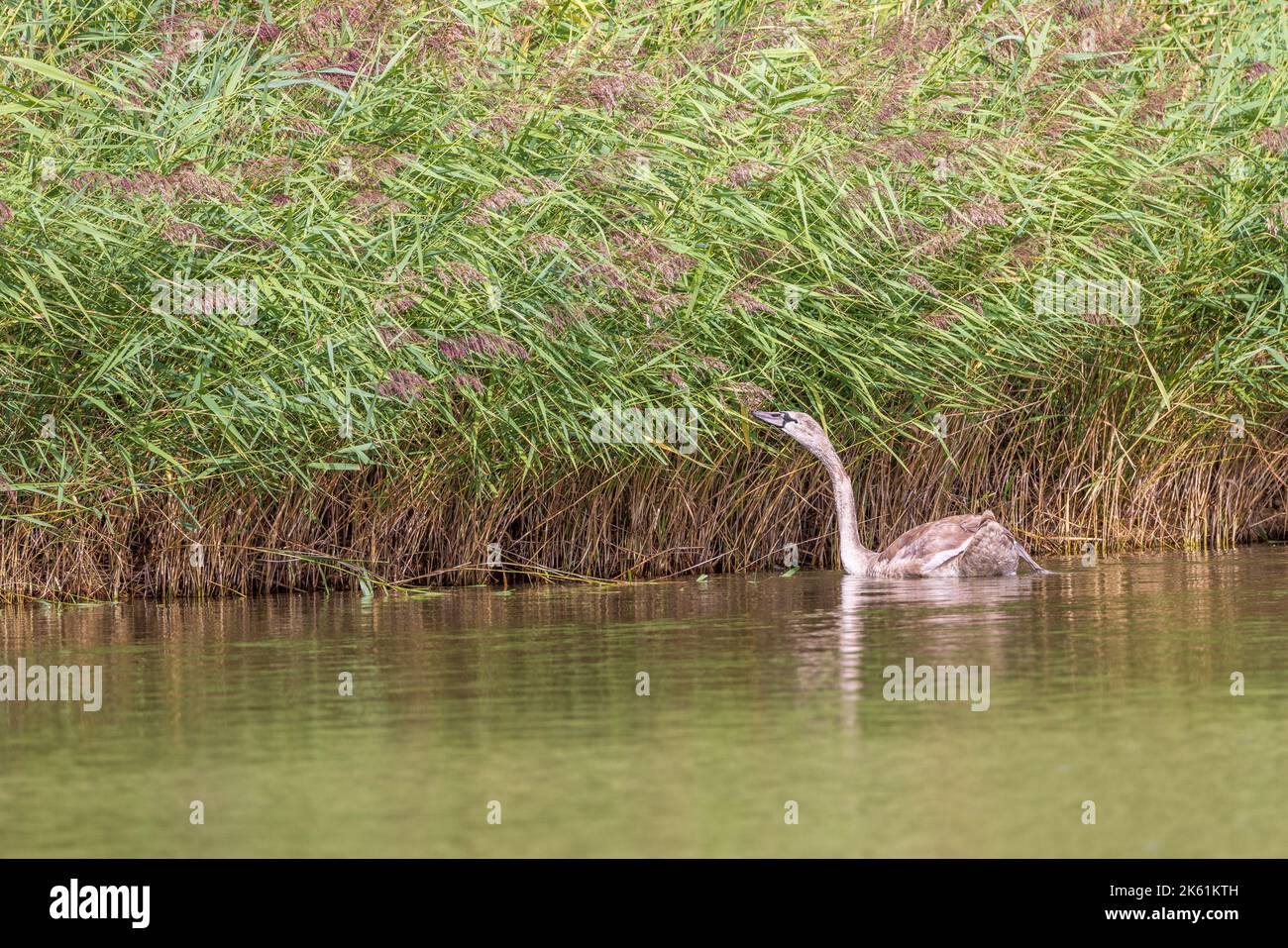 Juveniler Stummschwan, der sich am Blatt ernährt, Frankreich, Stockfoto