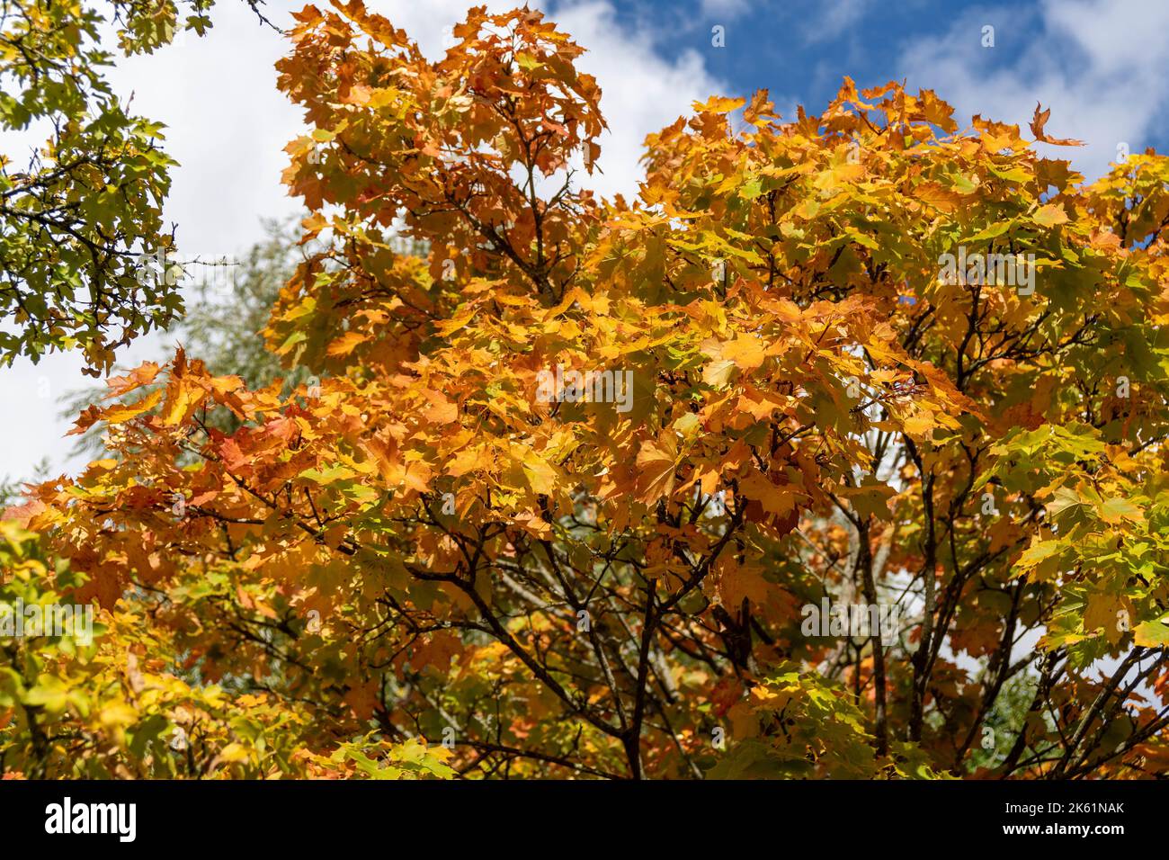Blätter im Herbst in der Sonne Stockfoto