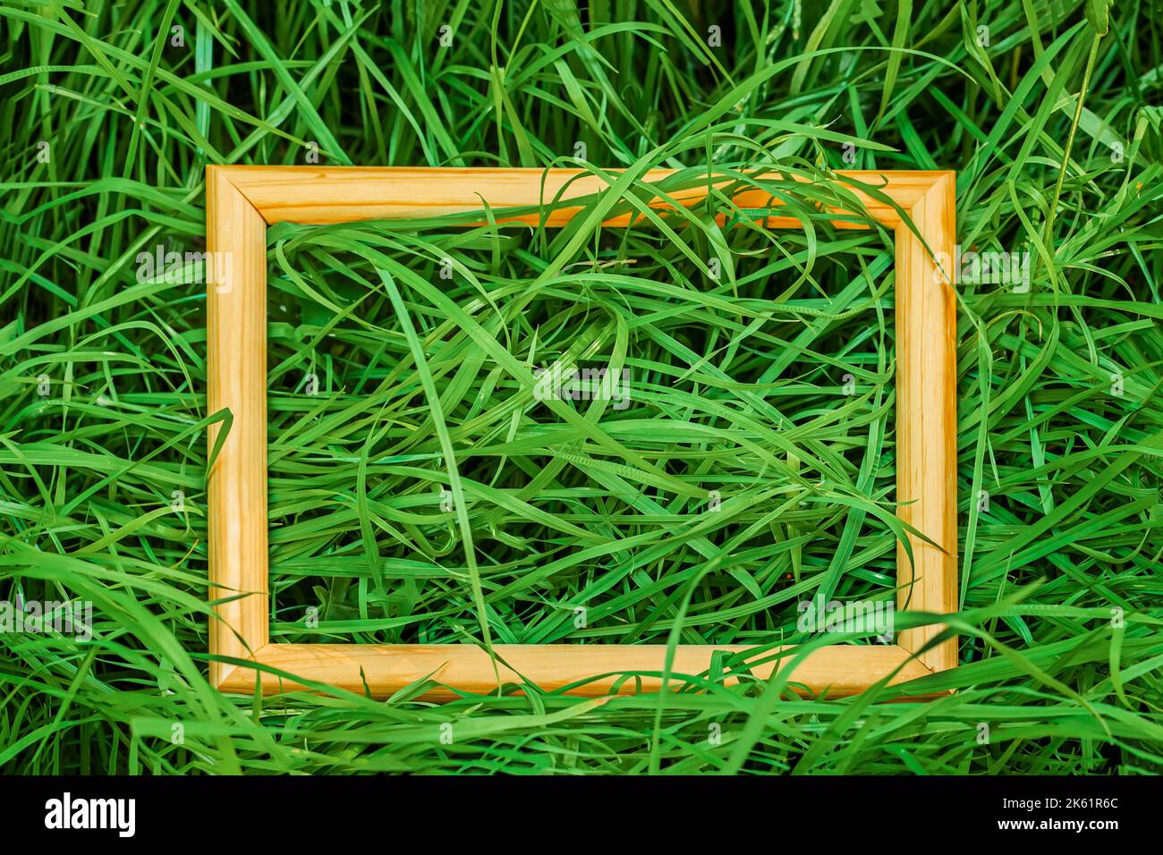 Grünes Gras, natürlicher Hintergrund in Holzrahmen, Kopierraum, Frühjahr Sommer Konzept. Flach liegend Stockfoto