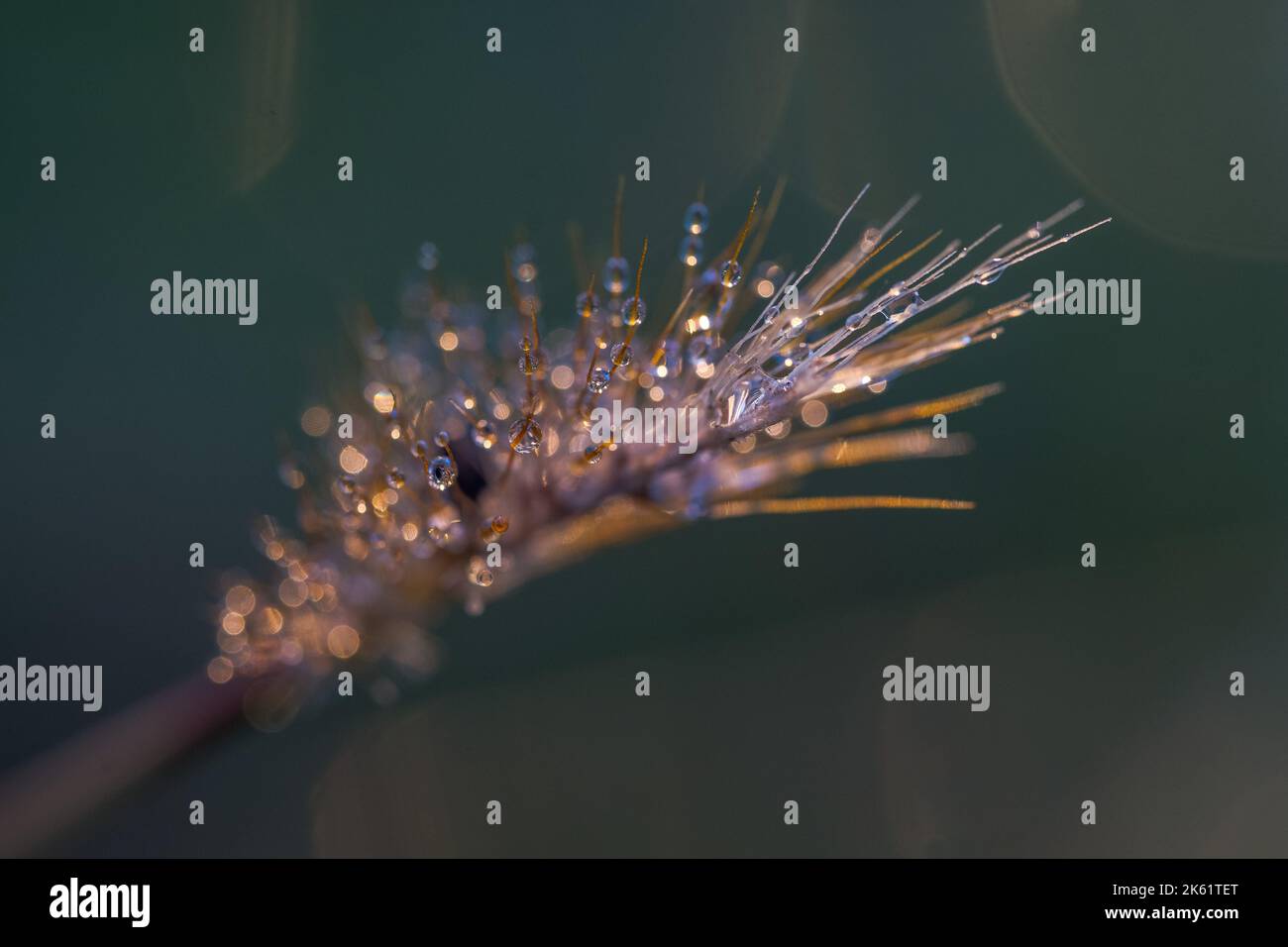 Morgentau und Grashalme Stockfoto