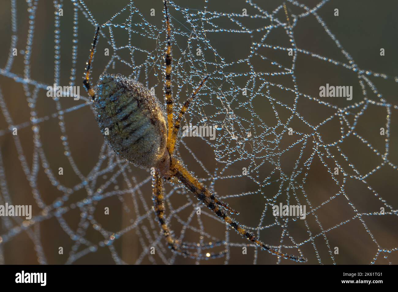 Eine mit Tau bedeckte Orbweaver-Spinne sitzt auf ihrem Netz Stockfoto
