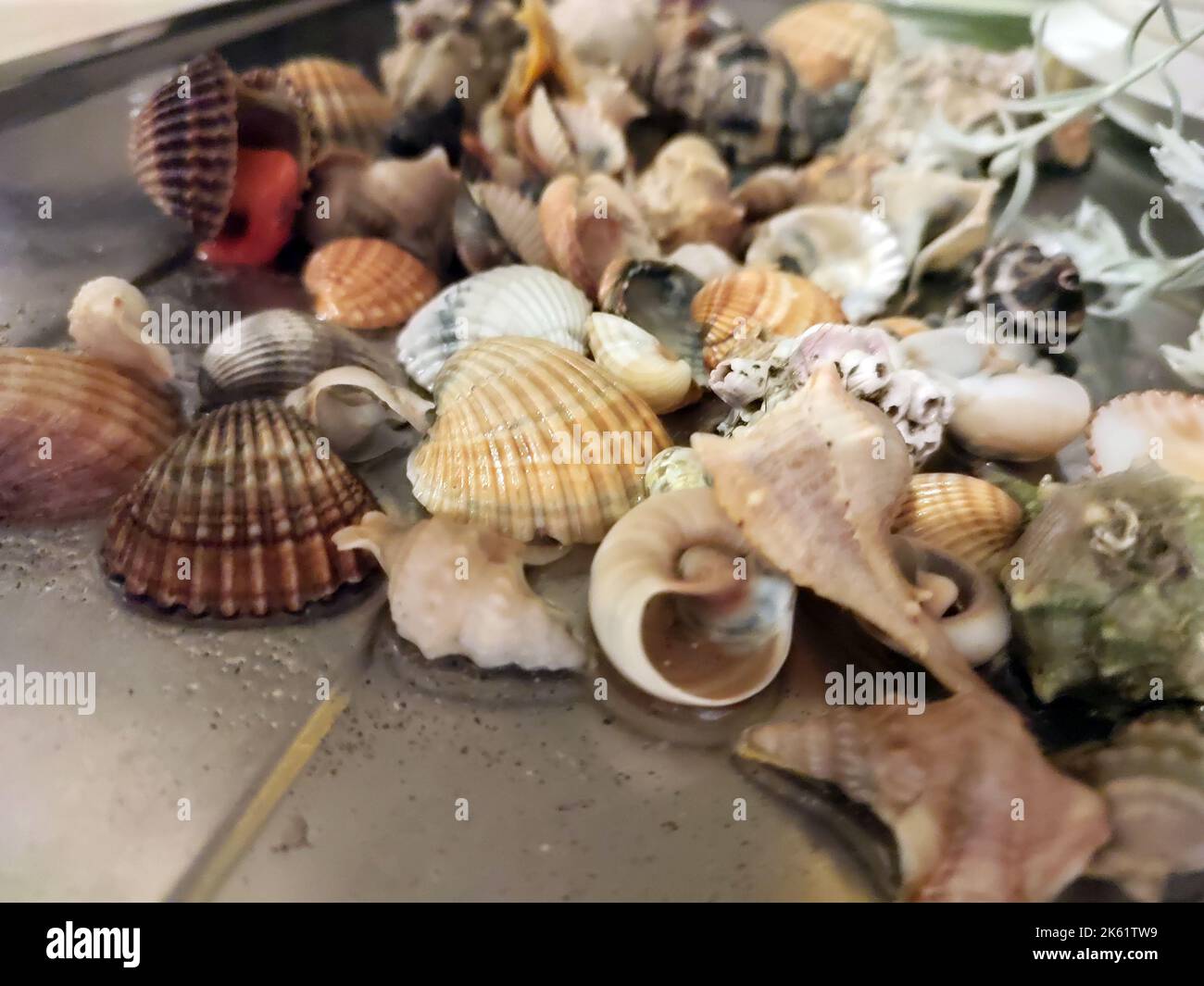 Der Haufen der Muscheln und der Weichtiere verschiedener Umfänge und der Farben auf der Oberfläche Stockfoto