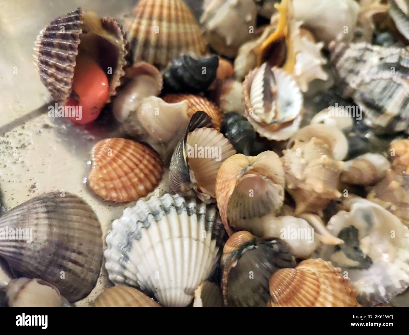 Der Haufen der Muscheln und der Weichtiere verschiedener Umfänge und der Farben auf der Oberfläche Stockfoto