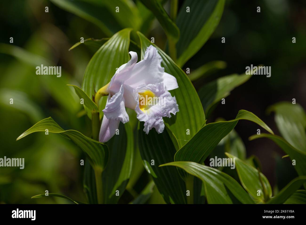 Eine zartrosa Orchidee im Arenal Nationalpark in Costa Rica. Stockfoto