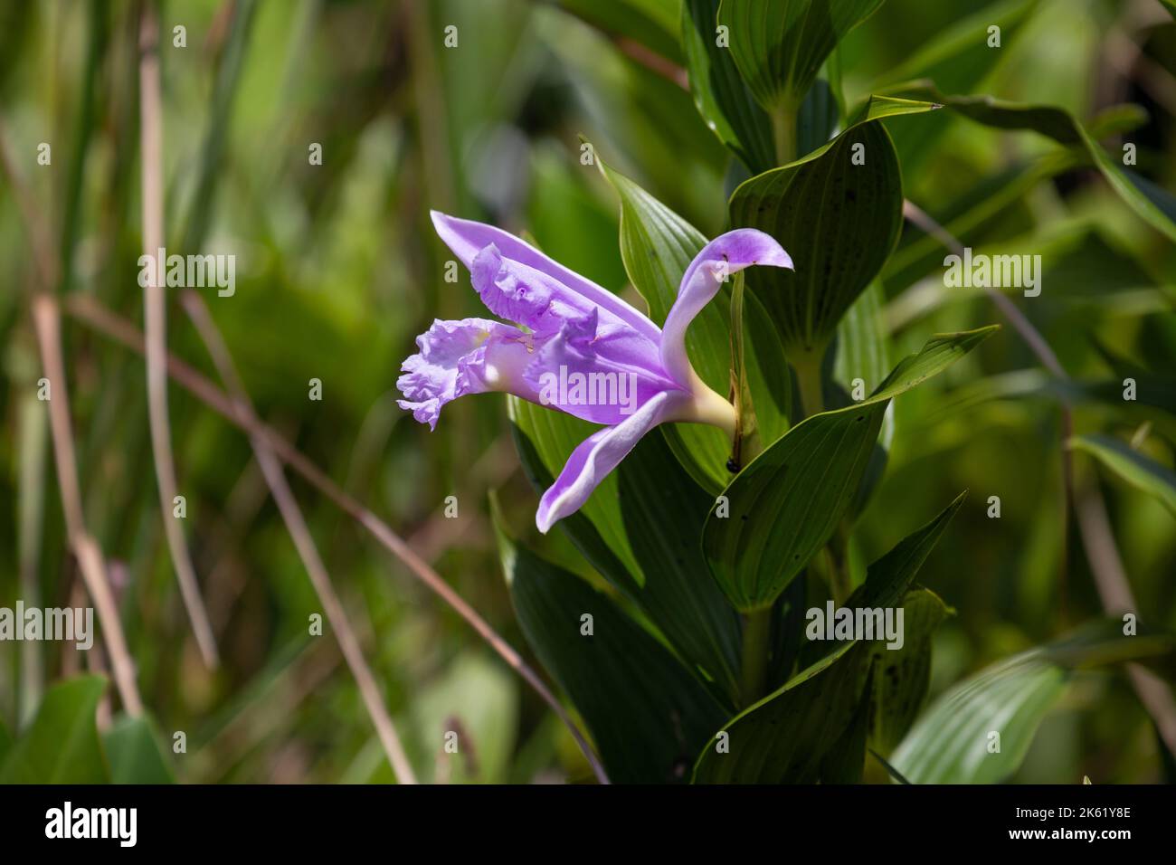 Eine violette Orchidee im Arenal Nationalpark in Costa Rica. Stockfoto