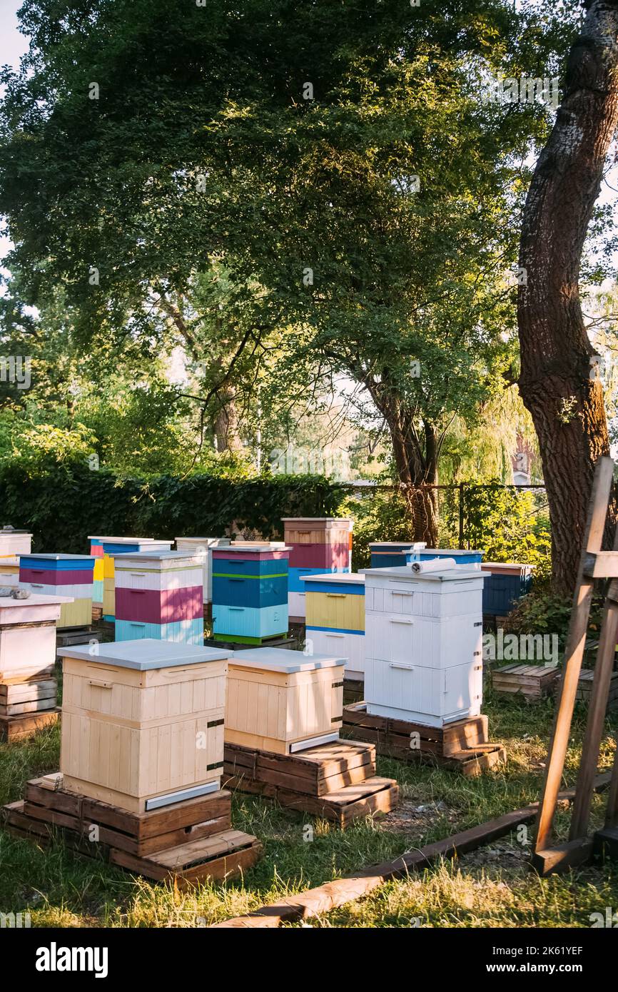 bienenzucht Bienenstöcke natürliche Landwirtschaft Stockfoto