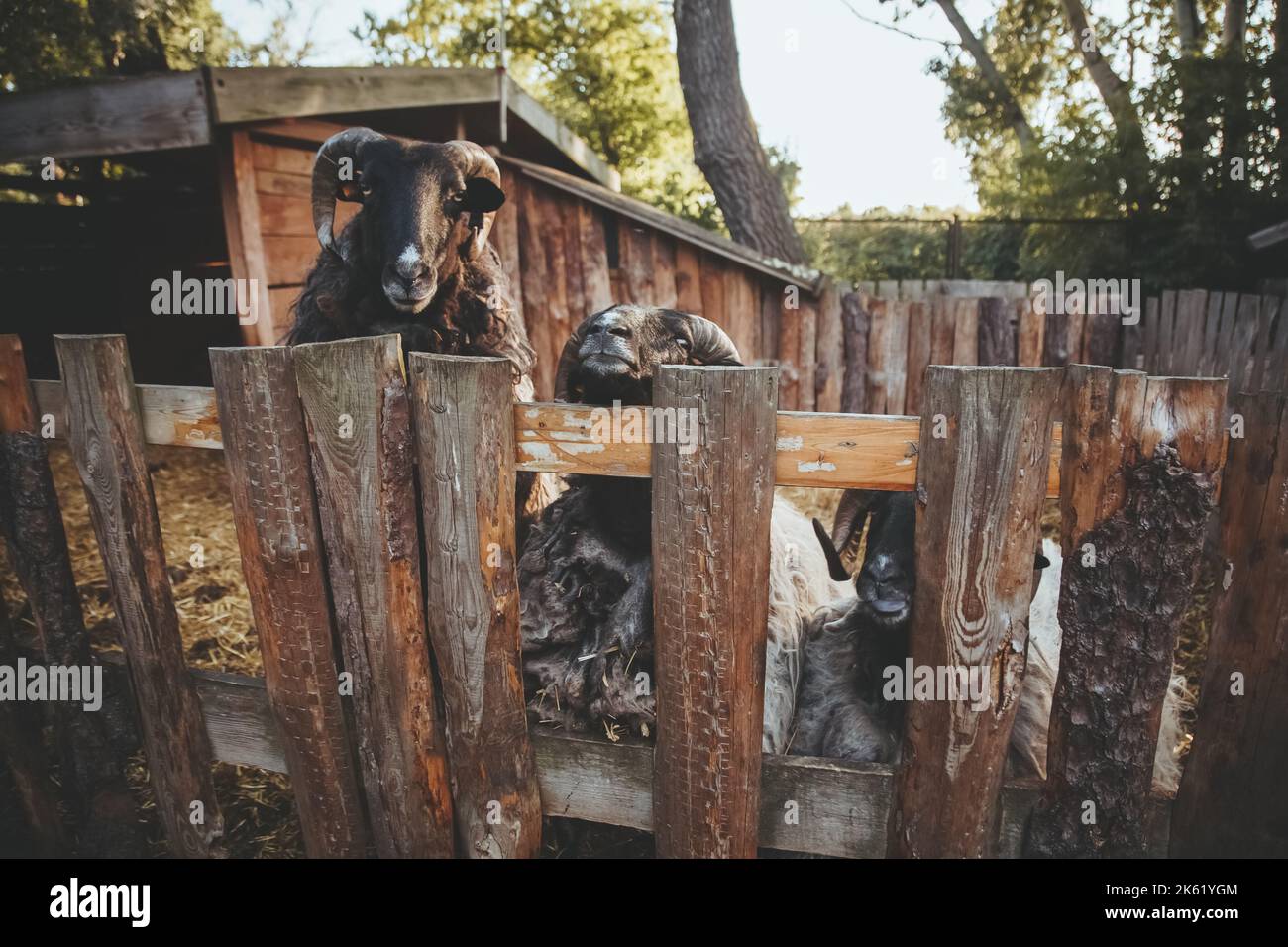 Viehzucht lustige Schafe Haushalt stabil Stockfoto