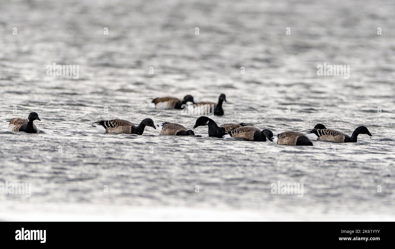 Brent-Gänse in Mandö (Teil des Wattenmeer-Nationalparks), südwestlich von Jylland, Dänemark im September. Stockfoto