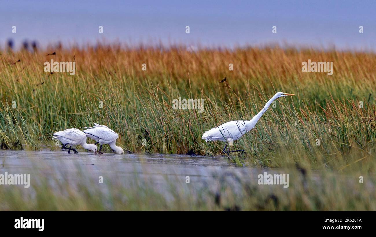 Eurasische Löffler (Platalea leucorodia) und Silberreiher (Ardea alba) in Mandö (Teil des Wattenmeernationalparks), südwestliches Jylland, Dänemark Stockfoto