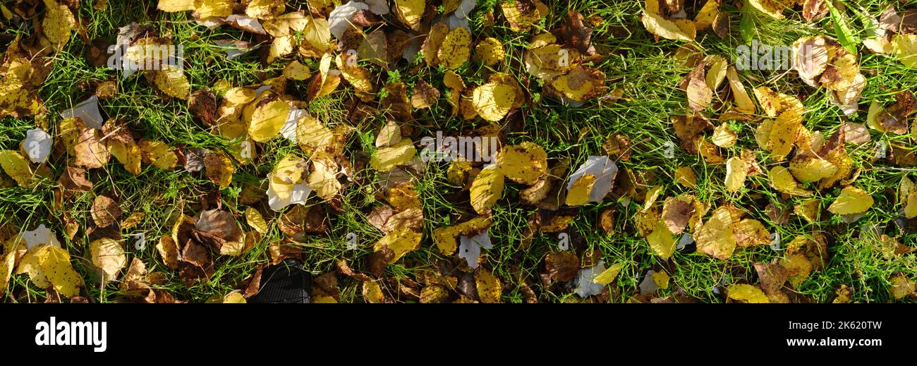 Gelber, brauner und oranger Herbstblatthintergrund. Im Freien. Herbstlaub-Muster auf grünem Grashintergrund Stockfoto