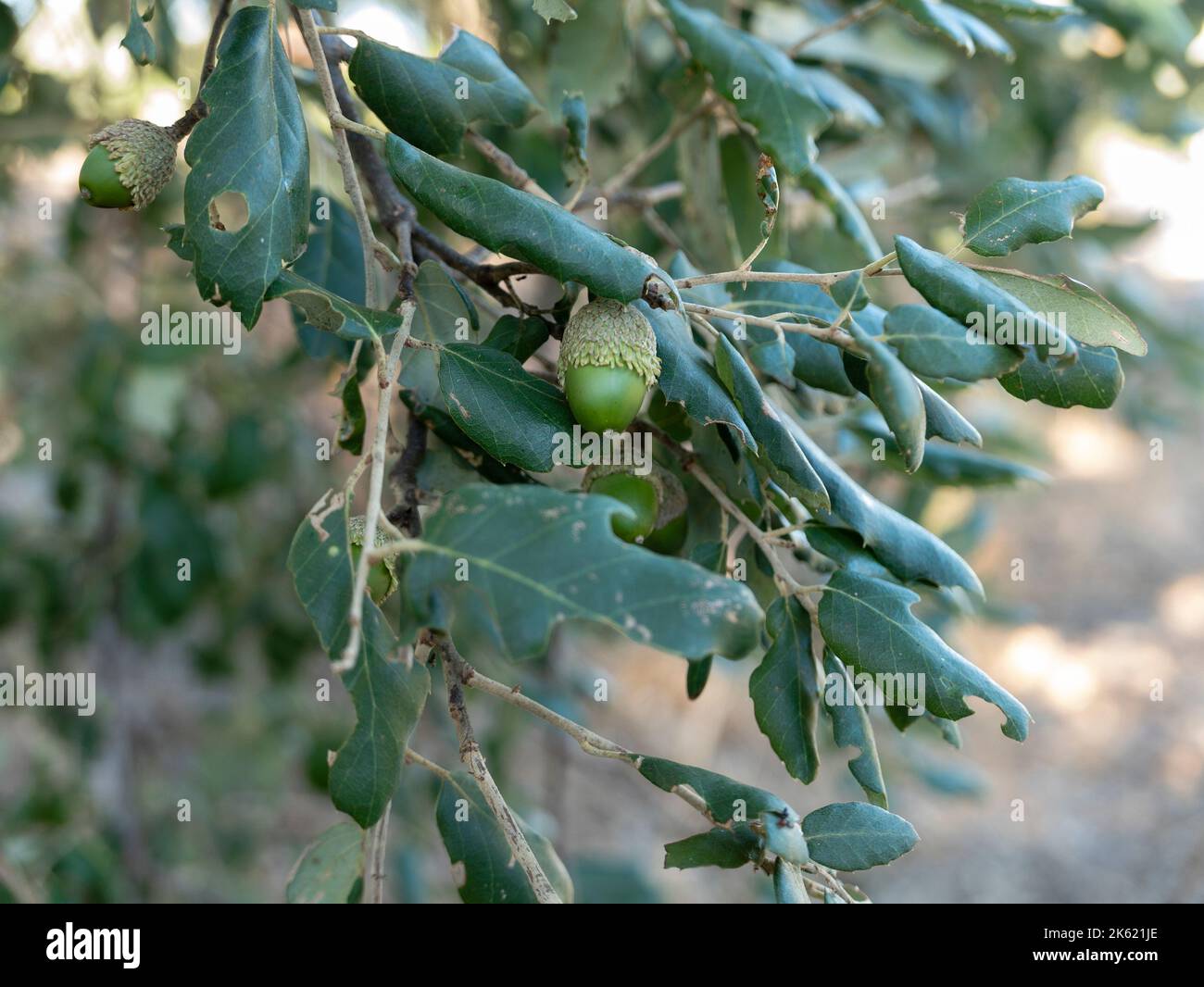Eicheln auf der Korkeiche (Quercus suber), Gallura, Sardinien, Italien. Stockfoto