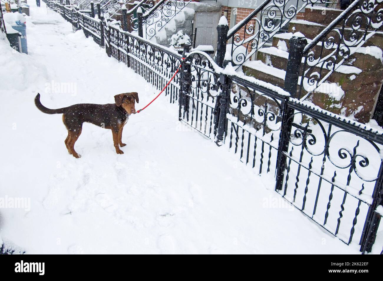 Ridgewood New York City Nachbarschaft im Winter Stockfoto