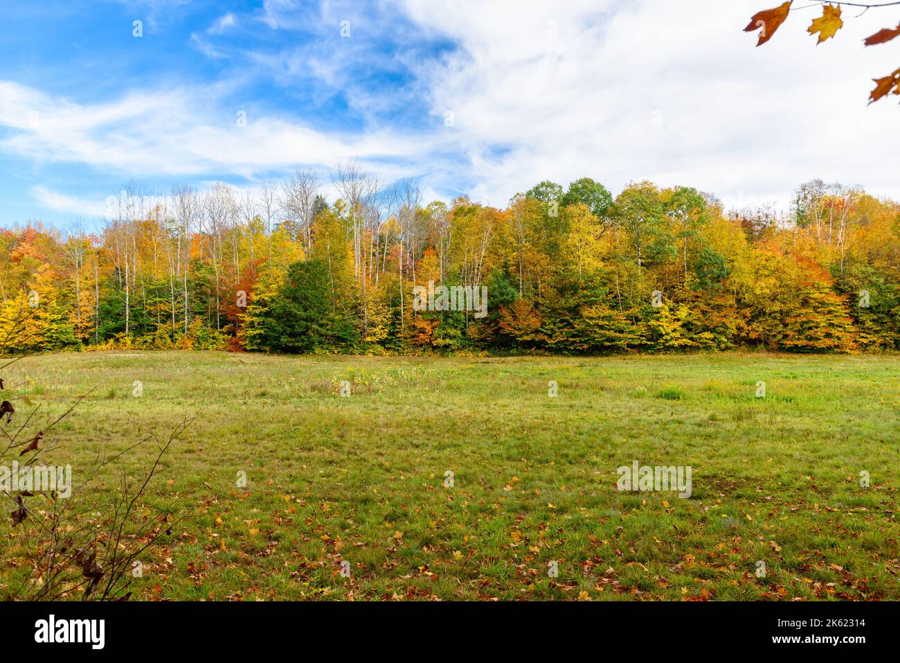 Dichter Wald auf dem Gipfel eines Herbstlaubes an einem klaren Herbsttag. Ein Medow steht im Vordergrund. Stockfoto