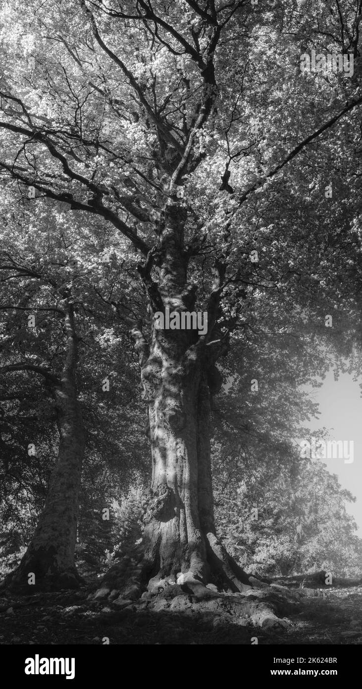 Eine vertikale monochrome Aufnahme der Bäume im Wald Stockfoto