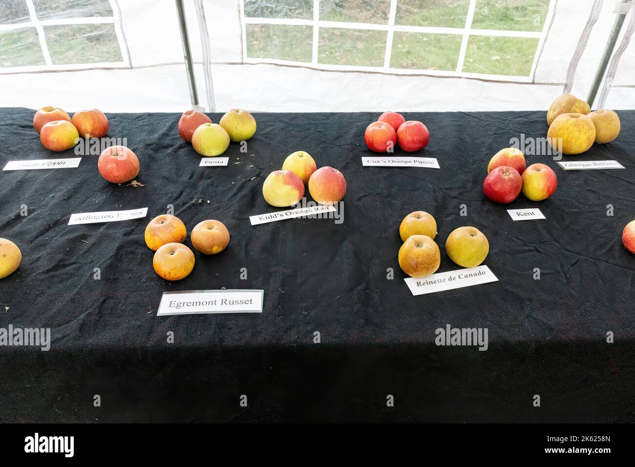 Blackmoor Apple Tasting Day, eine jährliche Herbstveranstaltung im Dorf Hampshire, England, im Oktober. Apfelsorten auf dem Display. Stockfoto