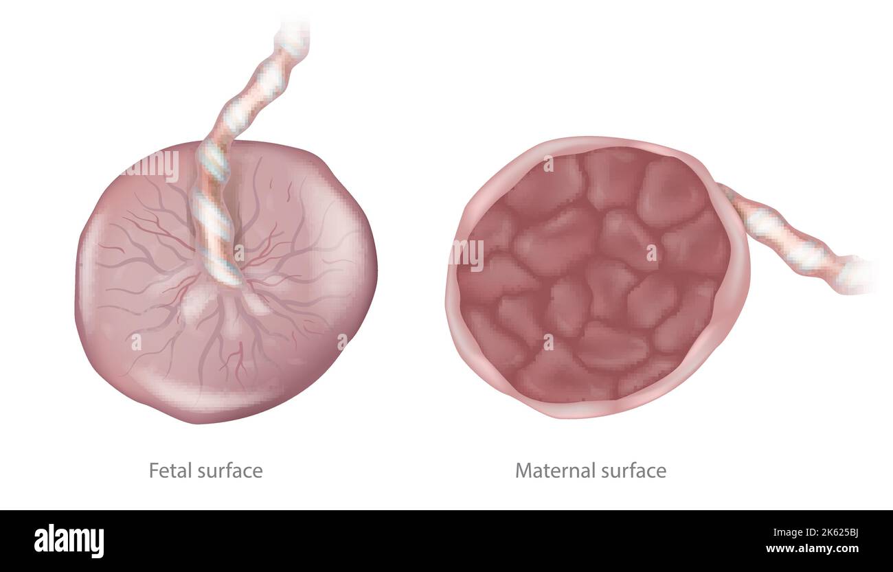 Plazenta mütterliche Oberfläche und fetale Oberfläche. Biologie der menschlichen Plazenta Stock Vektor