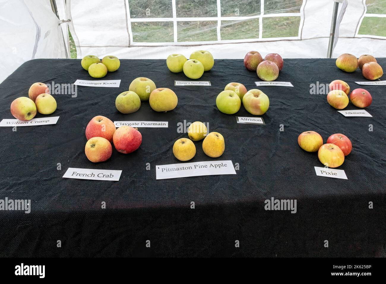 Blackmoor Apple Tasting Day, eine jährliche Herbstveranstaltung im Dorf Hampshire, England, im Oktober. Apfelsorten auf dem Display. Stockfoto