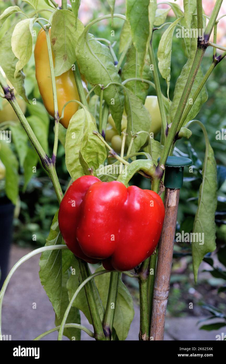 Nahaufnahme von roten und gelben Paprika wächst in einem Garten, Großbritannien Stockfoto