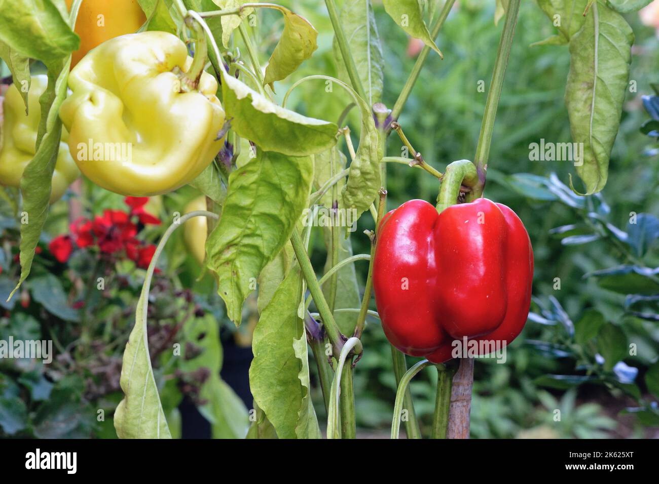 Nahaufnahme von roten und gelben Paprika wächst in einem Garten, Großbritannien Stockfoto