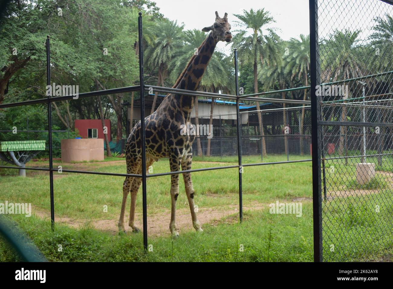 Wilde Giraffe im Zoologischen Park Stockfoto