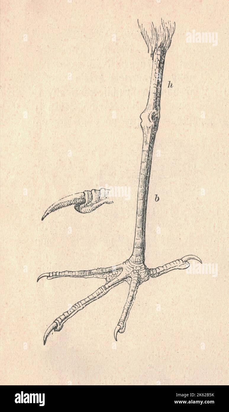 Rechtes Bein des Reiher. Antike gravierte Illustration des Reiher. Vintage-Illustration des Reiher. Altes eingraviertes Bild des Vogels. Die Reiher sind langbeinige, langhalsige, Süßwasser- und Küstenvögel der Familie Ardeidae, mit 64 anerkannten Arten, von denen einige eher als Reiher oder Bitterns als Reiher bezeichnet werden. Mitglieder der Gattungen Botaurus und Ixobrychus werden als Bitterns bezeichnet und bilden zusammen mit dem Zickzackreiher oder Zickzackbitter in der monotypischen Gattung Zebrilus eine monophyletische Gruppe innerhalb der Ardeidae. Reiher bilden keine biologisch getrennte Gruppe von Reihern, Stockfoto