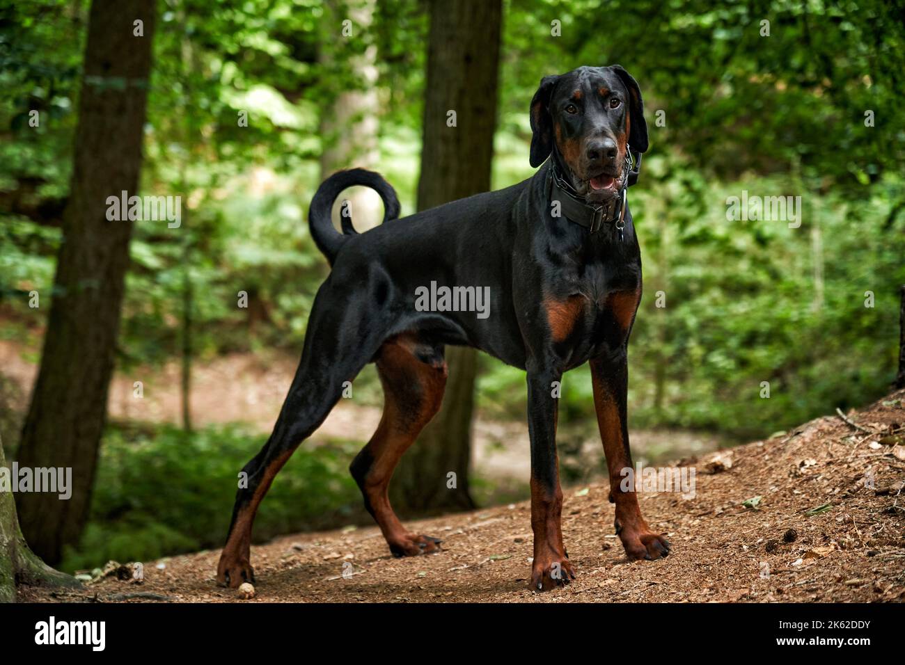 Dobermann Welpenhund steht auf einem Spaziergang im Wald wachsam Stockfoto