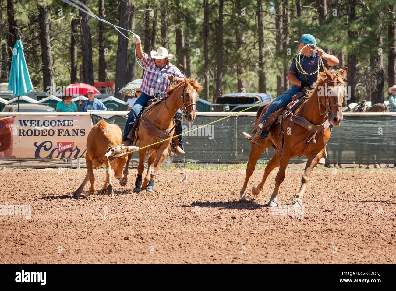 Zwei männliche Cowboys bestreiten eine Kuh bei einem Cattle-Roping-Wettbewerb im Fort Tuthill County Park in Flagstaff, Arizona. Stockfoto