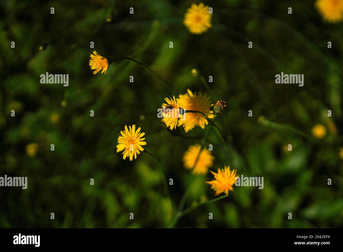 Eine Nahaufnahme von Scorzoneroides autumnalis, allgemein als Herbstfalkbit bezeichnet. Stockfoto