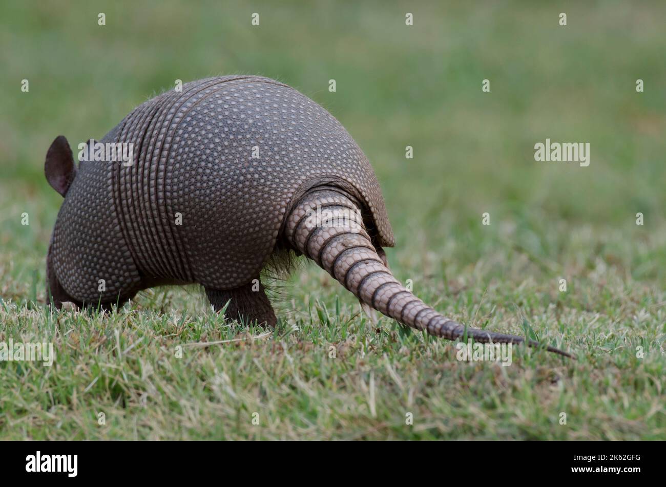 Neunband Armadillo, Dasypus novemcinctus, Hinterende und Schwanz Stockfoto