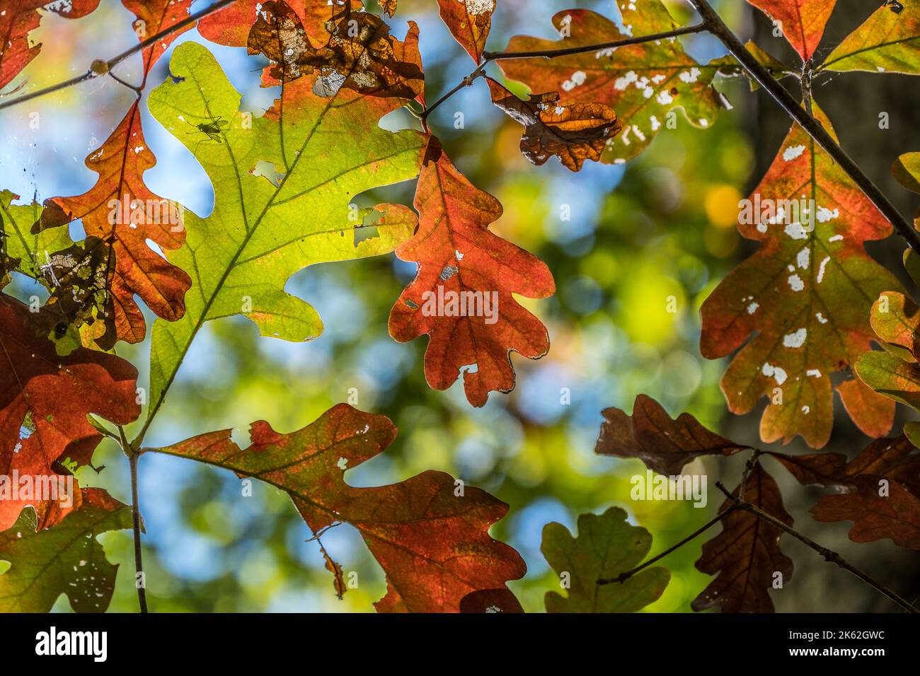 Blick in die Baumkronen auf Eichenblätter, die von der hellen Sonne im Wald in der Nahaufnahme des Herbstes beleuchtet werden Stockfoto