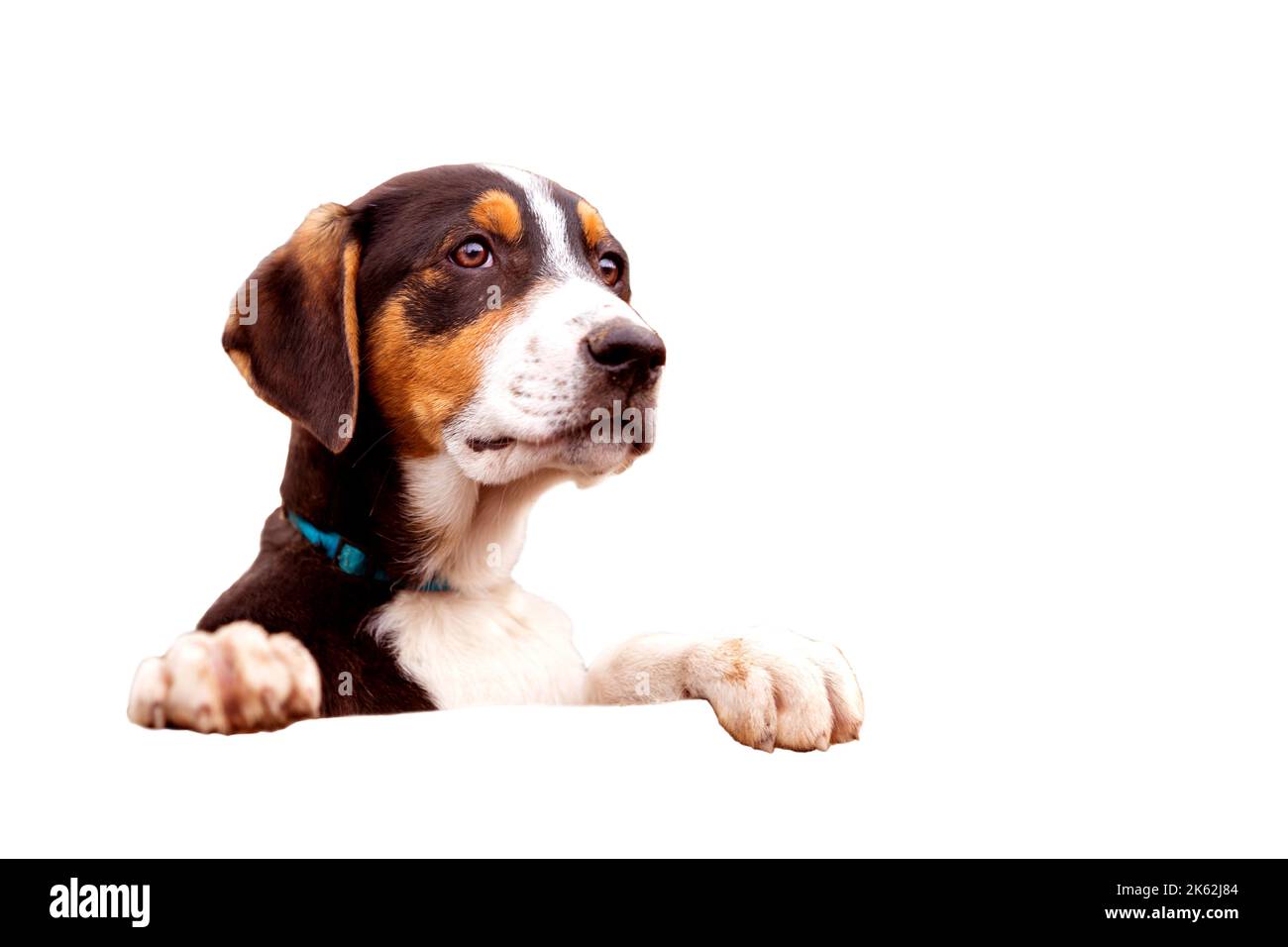 Porträt von traurigen Hund Welpen im Schutz hinter Zaun warten auf auf auf weißen Hintergrund angenommen werden Stockfoto