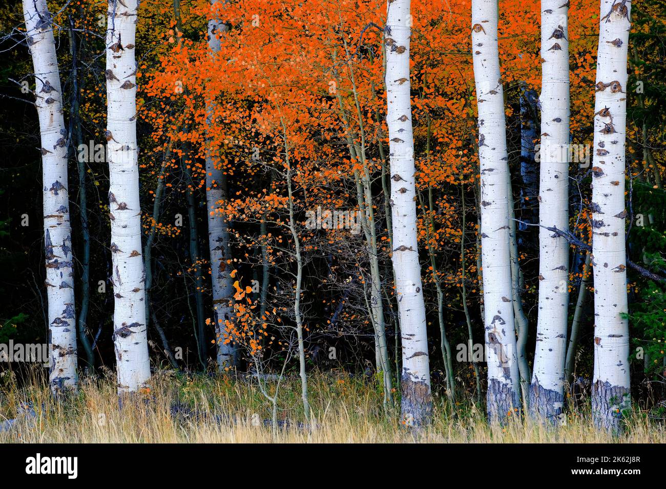 Aspen Geburt Bäume im Herbst mit weißen Stämmen Details von Laubwald Stockfoto