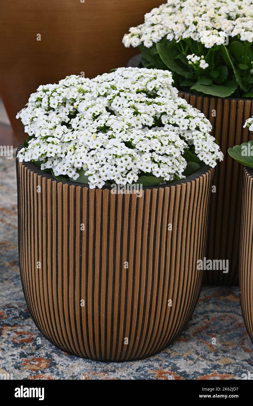 Kalanchoe calandiva Fotos und Bildmaterial in hoher Auflösung Alamy