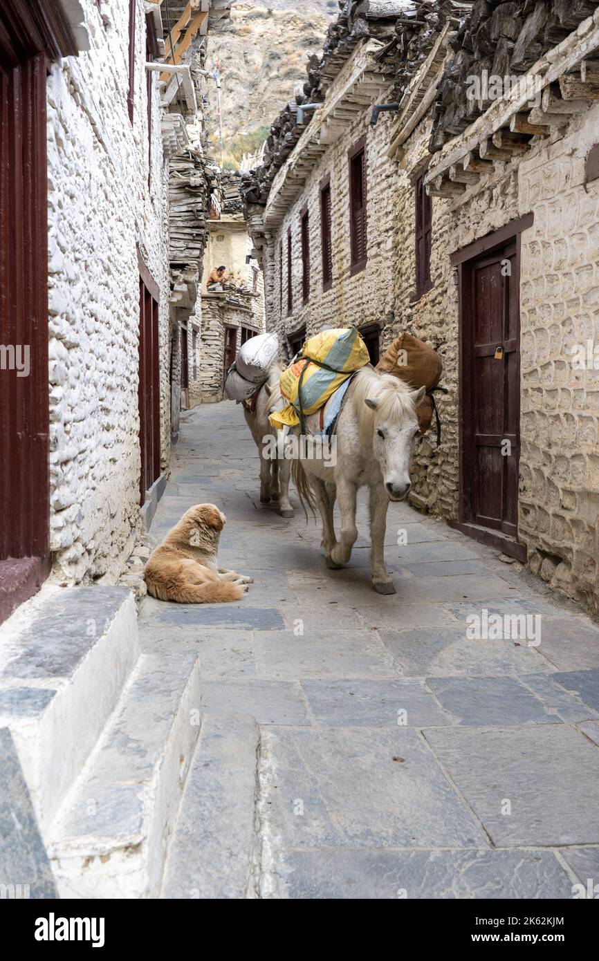 Eine vertikale Aufnahme von weißen Ponys, die durch eine schmale Gasse von Gebäuden auf dem Land gehen Stockfoto