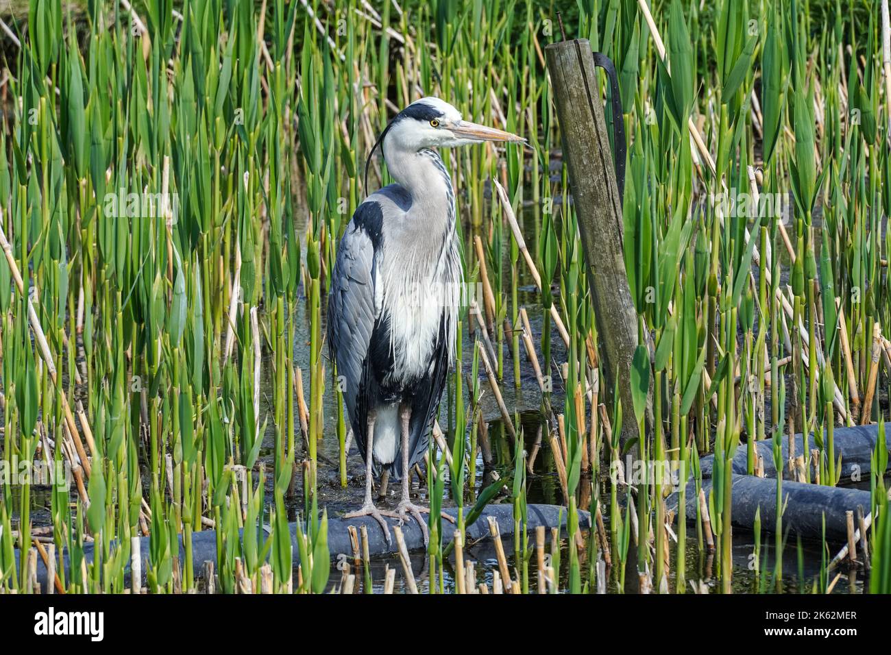 Grey Heron, Ardea cinerea, in grünem Schilf, Großbritannien Stockfoto