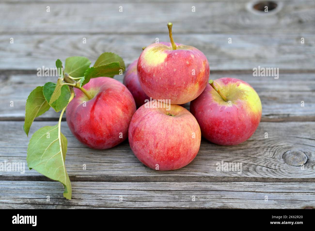 Frisch gepflückte reife Äpfel auf einem alten Holztisch. Konzept des Anbaus Ihrer eigenen Bio-Lebensmittel. Stockfoto