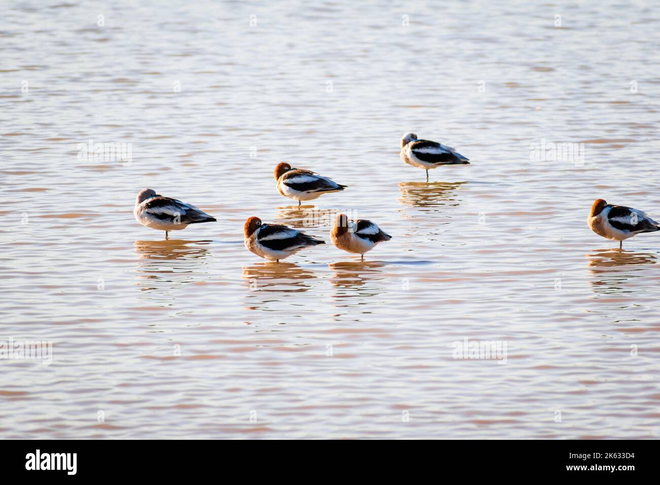 Schwarm amerikanischer Avocet-Vögel, die im Wasser des Uferschutzgebiets auf der Water Ranch in Gilbert, Arizona, stehen. Stockfoto