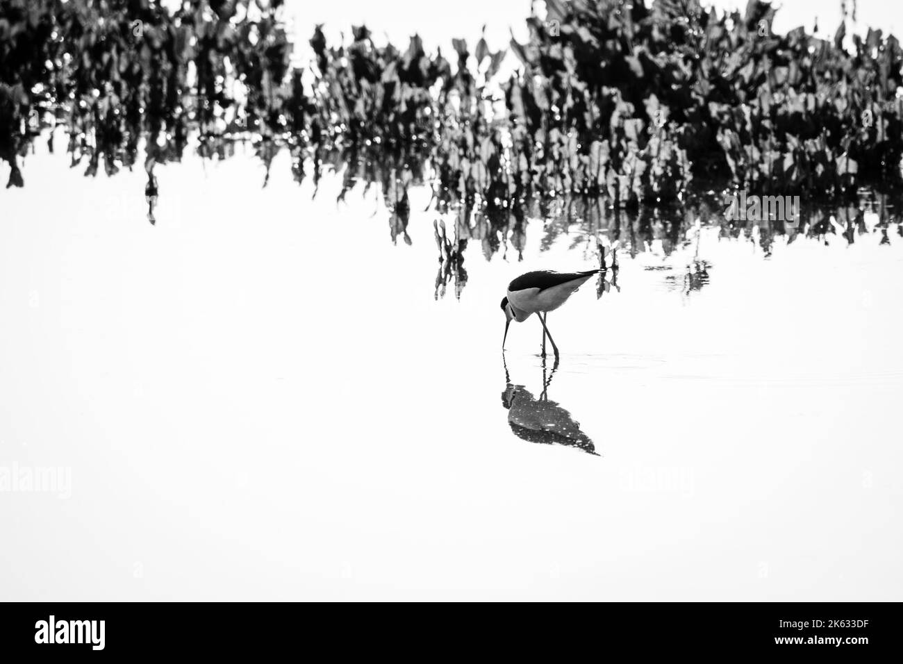 Schwarz-Weiß-Foto eines schwarz-geflügelten Stelzenläufer, der im Teich nach Nahrung sucht. Fotografiert im Uferschutzgebiet der Water Ranch, Gilbert, Arizona. Stockfoto