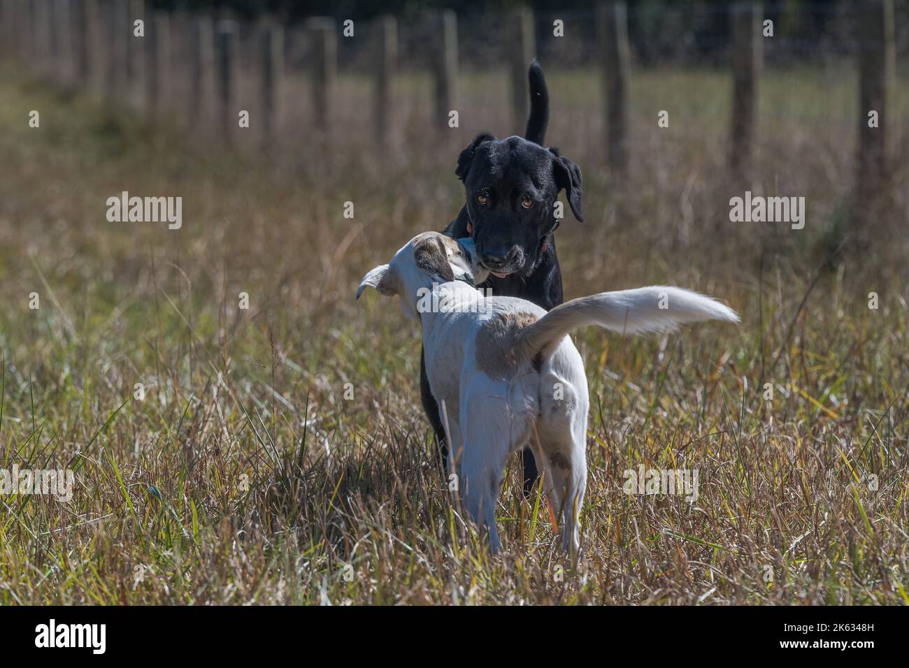 Schwarzer Hund und weißer Hund spielen auf einem Feld Stockfoto