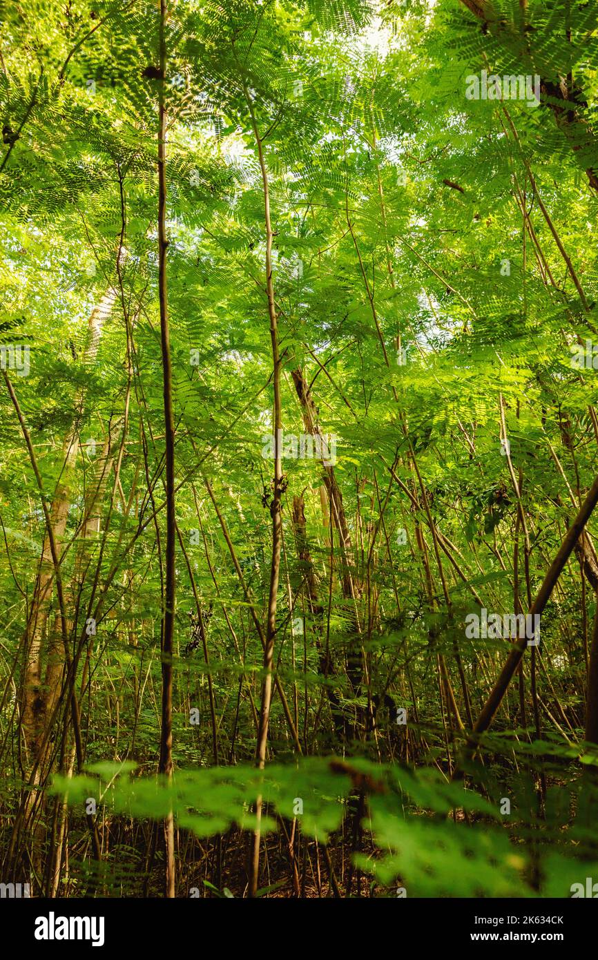Schöner großer Baumwald mit Grünflächen im Naturschutzgebiet von puerto rico humacao. Friedliches und schönes Hotel Stockfoto