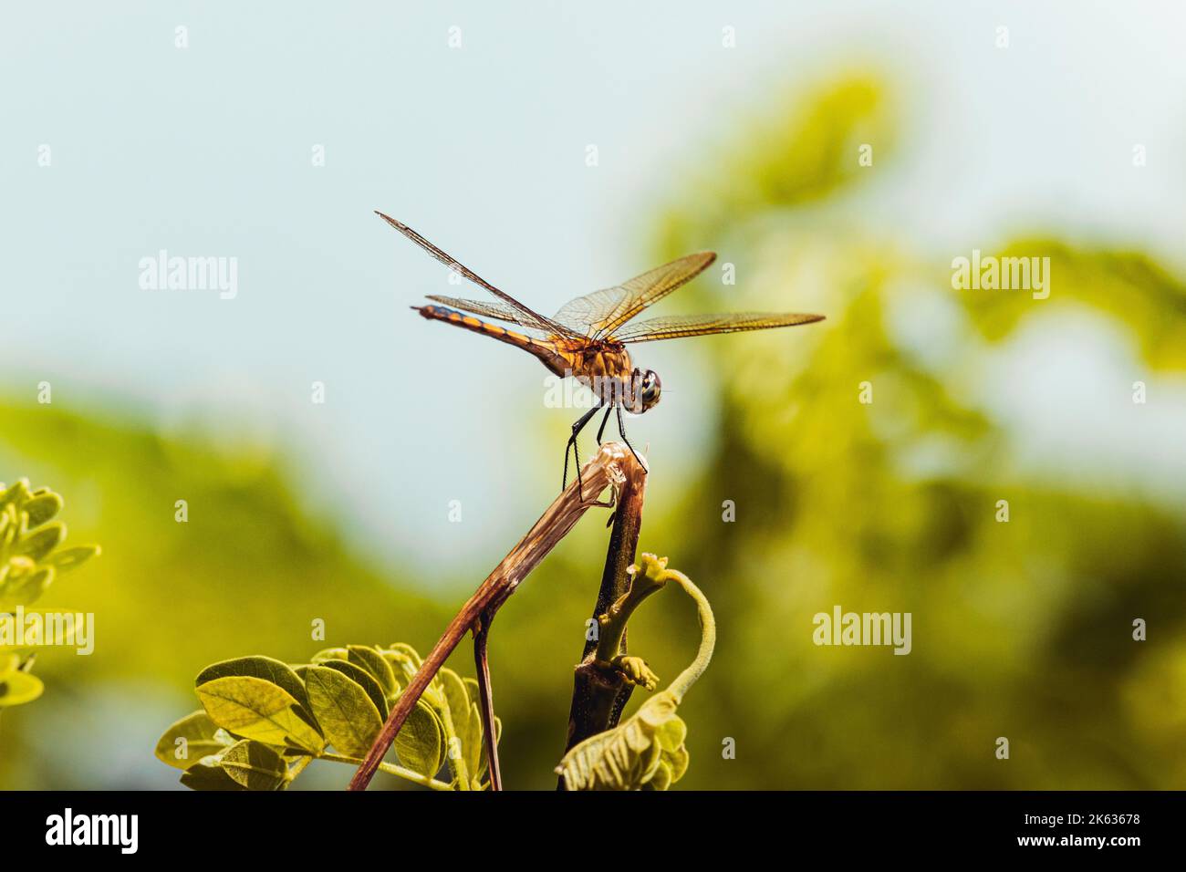 Wunderschöne wilde Libelle, die auf einem Baum mit Grünpflanzen steht, im Naturschutzgebiet von puerto rico humacao. Friedliches und schönes Hotel Stockfoto