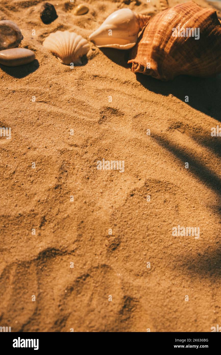 Wüste Schönheit Sommer Hintergrund Muschelsand Stockfoto