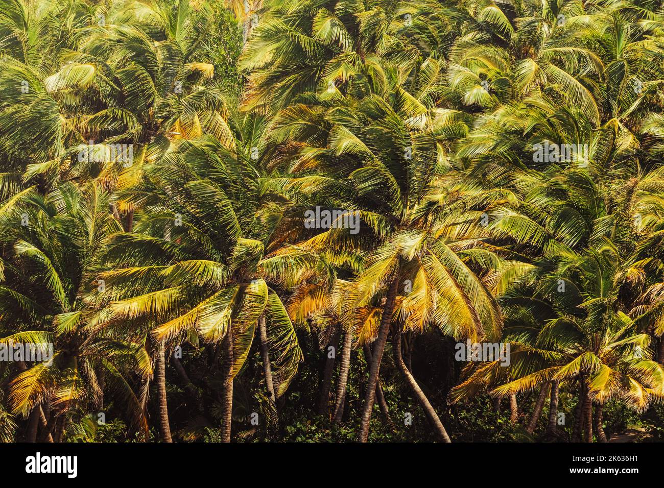 Nur Palmenbaumpatron von der tropischen Insel puerto rico Stockfoto