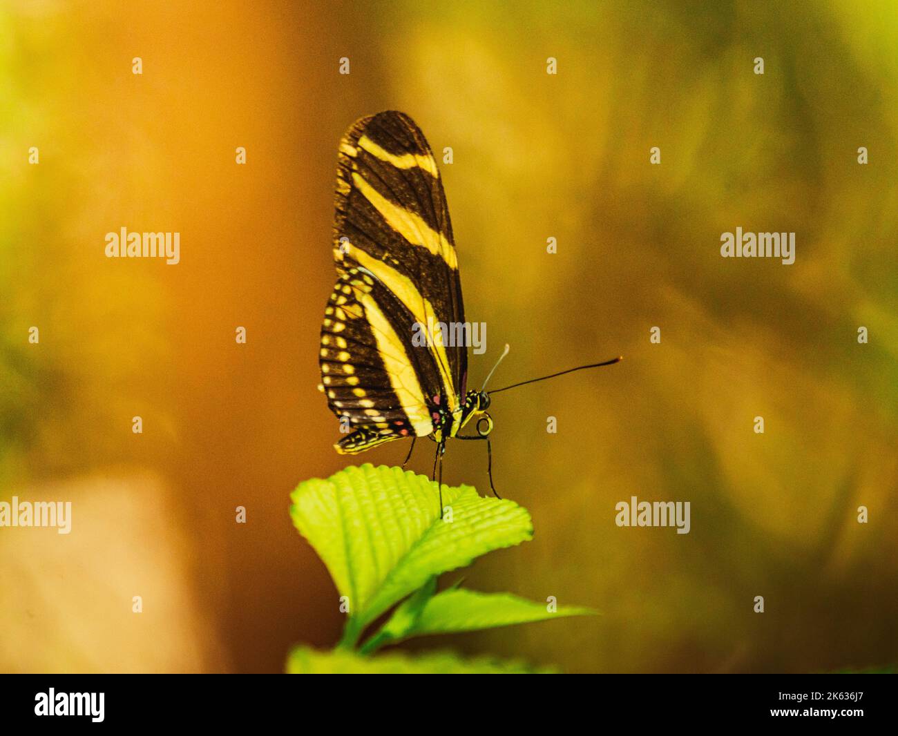 Schöner langer Zebra-Schmetterling mit Bäumen im Naturschutzgebiet von puerto rico humacao. Friedliches und schönes Hotel Stockfoto